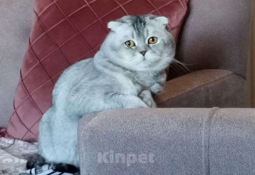 Кошки в Москве: Шотландские котята Девочка, 6 000 руб. - фото 5