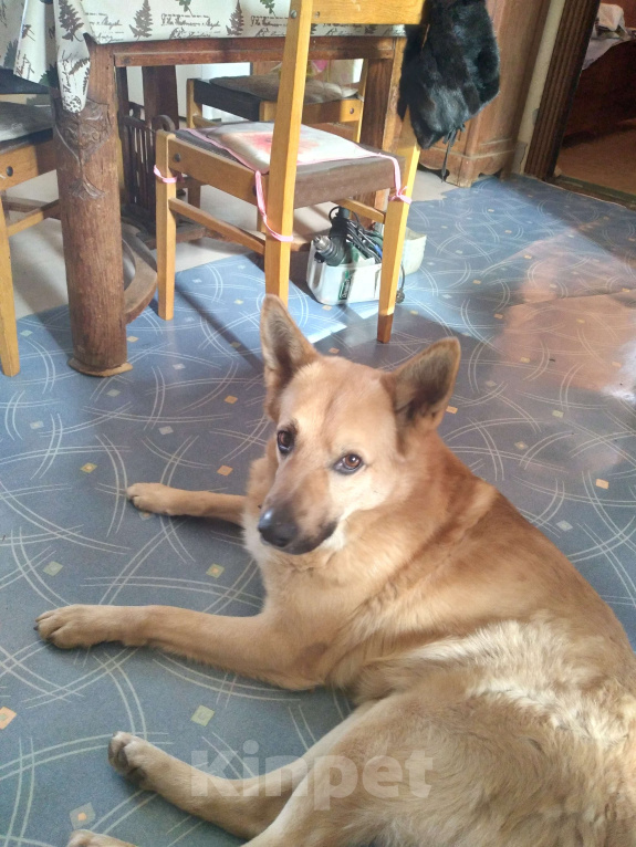 Собаки в Ростове-на-Дону: Пропала собака Мальчик, 10 000 руб. - фото 4