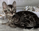 Кошки в Москве: Бенгальские котята серебро с родословной  Мальчик, Бесплатно - фото 1