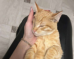 Кошки в Москве: Рыжий особенный котенок ищет любящую семью Мальчик, Бесплатно - фото 2