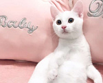 Кошки в Москве: Котёнок  Девочка, 10 000 руб. - фото 4