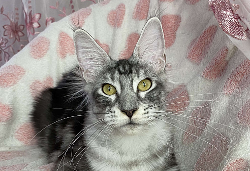 Черная серебристая мраморная девочка мейн кун Roberta