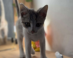 Кошки в Новочеркасске: Трёхцветный котёнок от родителей крысоловов Девочка, 100 руб. - фото 2