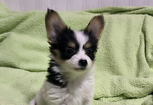 Папийон мальчик триколор