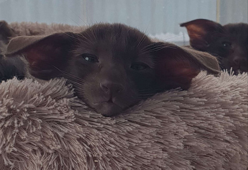 Ориентальный мальчик 