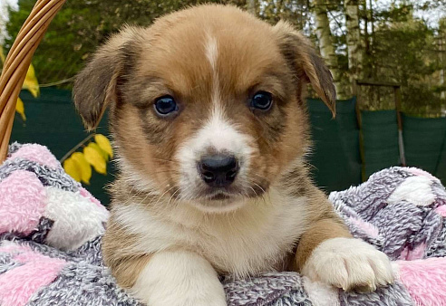 Щенки вельш-корги кардиган