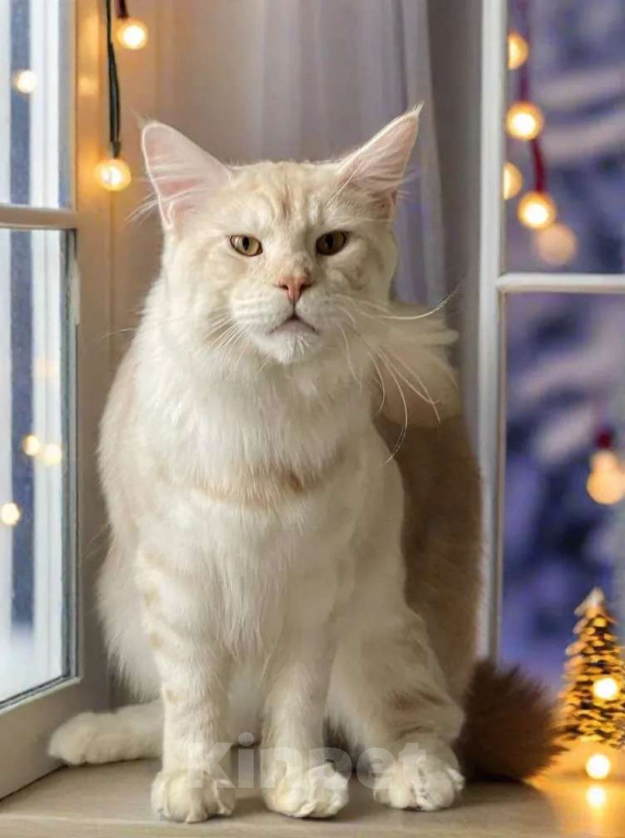 Кошки в Москве: МЕЙН-КУН Мальчик, 50 000 руб. - фото 2