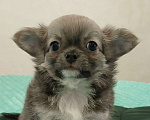 Собаки в других городах Челябинской области: ЧИХУАХУА ЩЕНКИ  Девочка, Бесплатно - фото 3