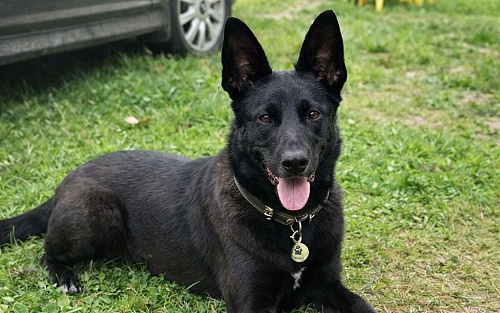 Белка ищет дом