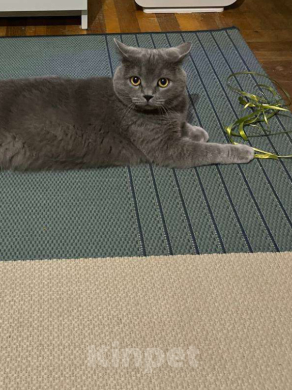 Кошки в Краснодаре: Котик ищет настоящий дом 🐾 Мальчик, Бесплатно - фото 1