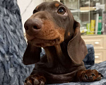 Собаки в Перми: Кофейный Мальчик 2  Мальчик, 50 000 руб. - фото 3