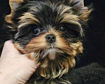 Собаки в Москве: Мини девочка йорка  Девочка, 130 000 руб. - фото 1