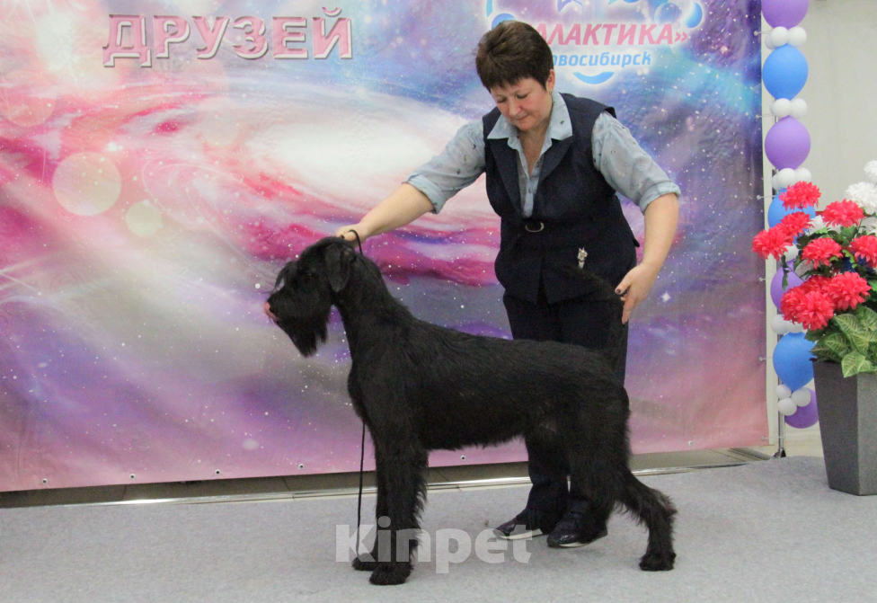 Собаки в Бердске: щенки ризен шнауцера - мальчики Мальчик, Бесплатно - фото 2