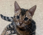 Кошки в Москве: Бенгальский котенок Девочка, 30 000 руб. - фото 1