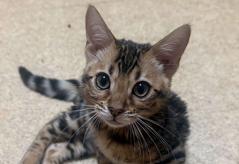 Бенгальский котенок