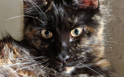 Пресненские котята породы мейн-кун. Амелия