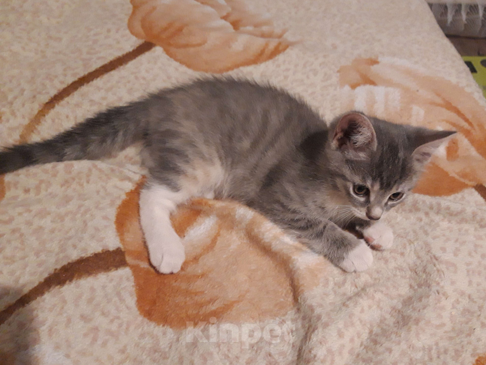 Кошки в Барнауле: Милая маленькая кошечка Девочка, Бесплатно - фото 2