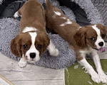 Собаки в Владимире: Щенки Кавалер Кинг Чарльз Спаниеля РКФ Мальчик, 75 000 руб. - фото 6