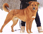 Собаки в Балашихе: Солнечный рыжий пёс Патат 3,5 года из приюта Мальчик, Бесплатно - фото 5