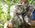 Кошки в Москве: Мейн-Кун девочка очень красивая  Девочка, Бесплатно - фото 8