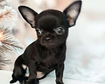 Собаки в Ногинске: Мальчик  чихуахуа  Мальчик, 40 000 руб. - фото 1