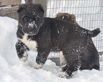 Собаки в Новосибирске: Щенки алабая (среднеазиатской овчарки) Мальчик, Бесплатно - фото 1