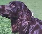 Собаки в Санкт-Петербурге: Чистокровные щенки Русского охотничьего спаниеля с родословной. Мальчик, 45 000 руб. - фото 1