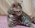 Кошки в других городах Свердловской области: Бенгальский котёнок Мальчик, Бесплатно - фото 4