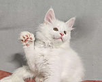 Кошки в Ульяновске: Белый полидакт мейн-кун Девочка, 60 000 руб. - фото 2