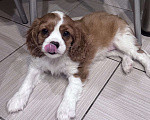 Собаки в Владимире: Щенки Кавалер Кинг Чарльз Спаниеля РКФ Мальчик, 75 000 руб. - фото 9