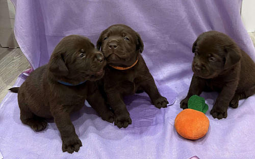 Щенки лабрадор-ретривер