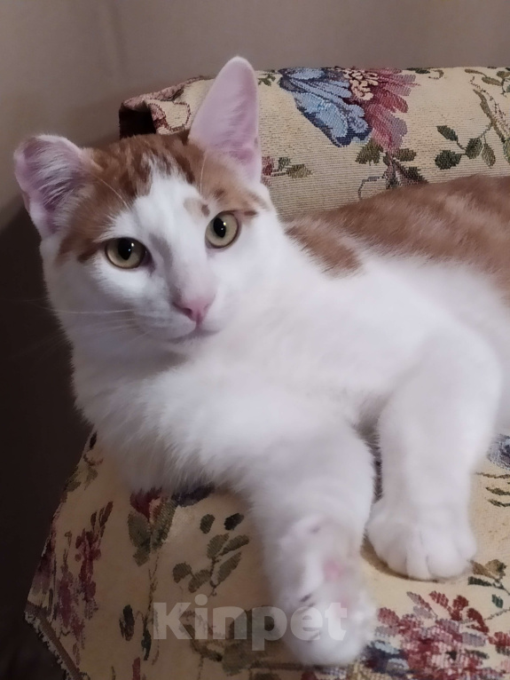 Кошки в Санкт-Петербурге: Молодой котейка Яша в добрые руки Мальчик, Бесплатно - фото 1