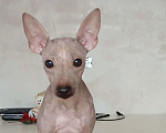 Собаки в Краснодаре: Абрикосовая девочка американочка Девочка, 25 000 руб. - фото 1