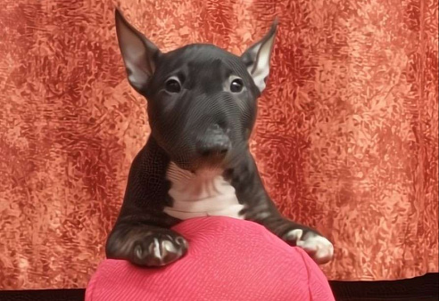 Девочка минибультерьера