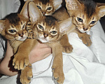 Кошки в Мытищах: Абиссинские котята в домашние любимцы Девочка 2 Девочка, 45 000 руб. - фото 7