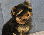 Собаки в Москве: Небольшая девочка йорка  Девочка, 120 000 руб. - фото 2