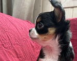 Собаки в других городах Московской области: Девочка чихуахуа Герда Девочка, 50 000 руб. - фото 2