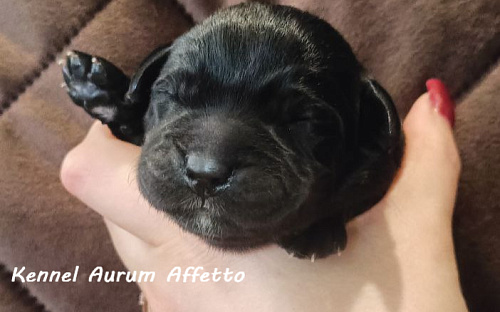 Щенки лабрадора