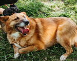 Собаки в Москве: Ходячий смайлик - Рыжуня - хочет на диванчик Мальчик, Бесплатно - фото 1
