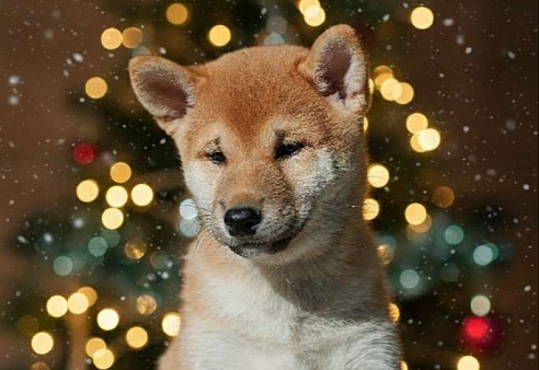 Сиба-ину, щенки, РКФ 