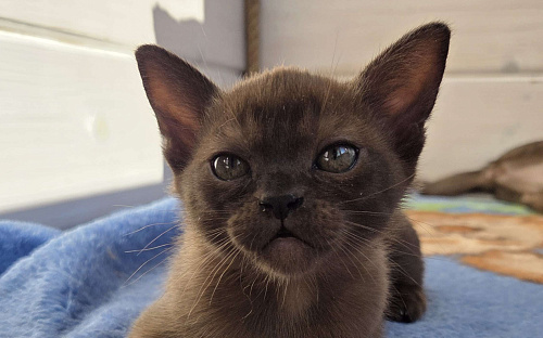 Бурманские котята