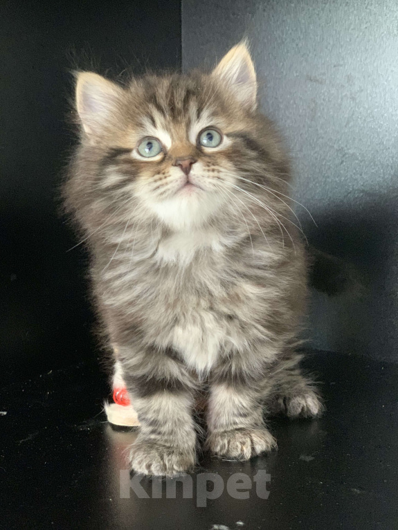 Кошки в Перми: Сибирские котята Мальчик, 45 000 руб. - фото 1