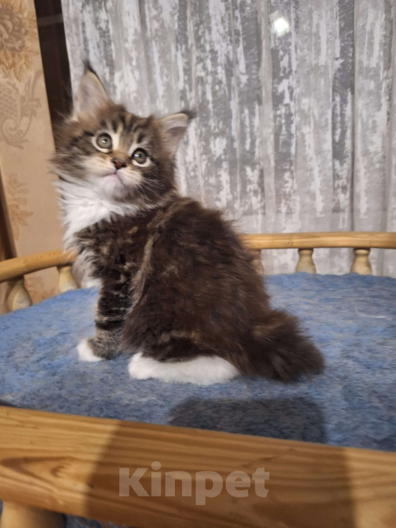 Кошки в Москве: Котята мейн кун Мальчик, 30 000 руб. - фото 2