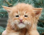 Кошки в Санкт-Петербурге: Мейн кун котята Мальчик, Бесплатно - фото 2