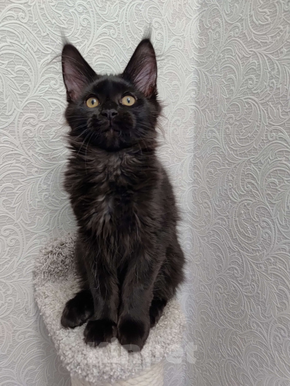 Кошки в Амурске: Продам котят породы мейн кун Девочка, 30 000 руб. - фото 2