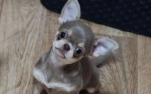 Девочка лилового окраса