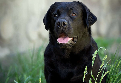 Объявление: Палевая девочка лабрадора высокого качества из питомника РКФ/FCI, Бесплатно, Калуга