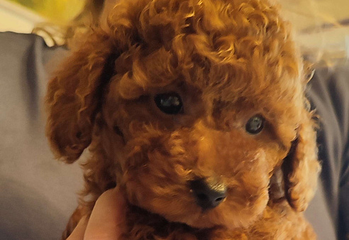 Щенки Той-пуделя