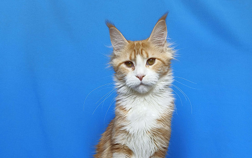 Котенок Мейн-Кун Девочка