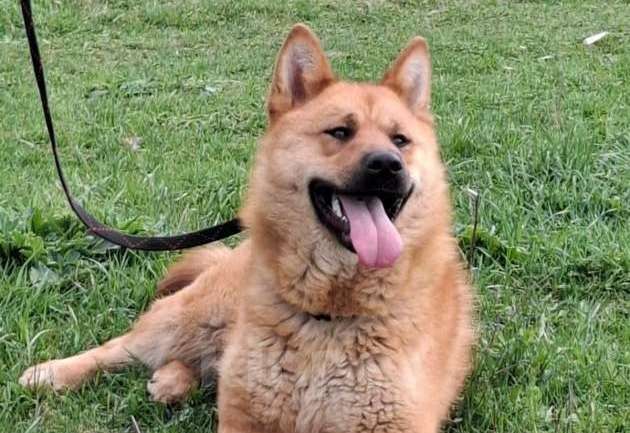 Собаки в Москве: Брутальный красавец Рич ищет хозяев! Мальчик, Бесплатно - фото 3